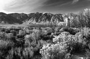 Sage below the Sierras-2460 Sage below the Sierras-2460